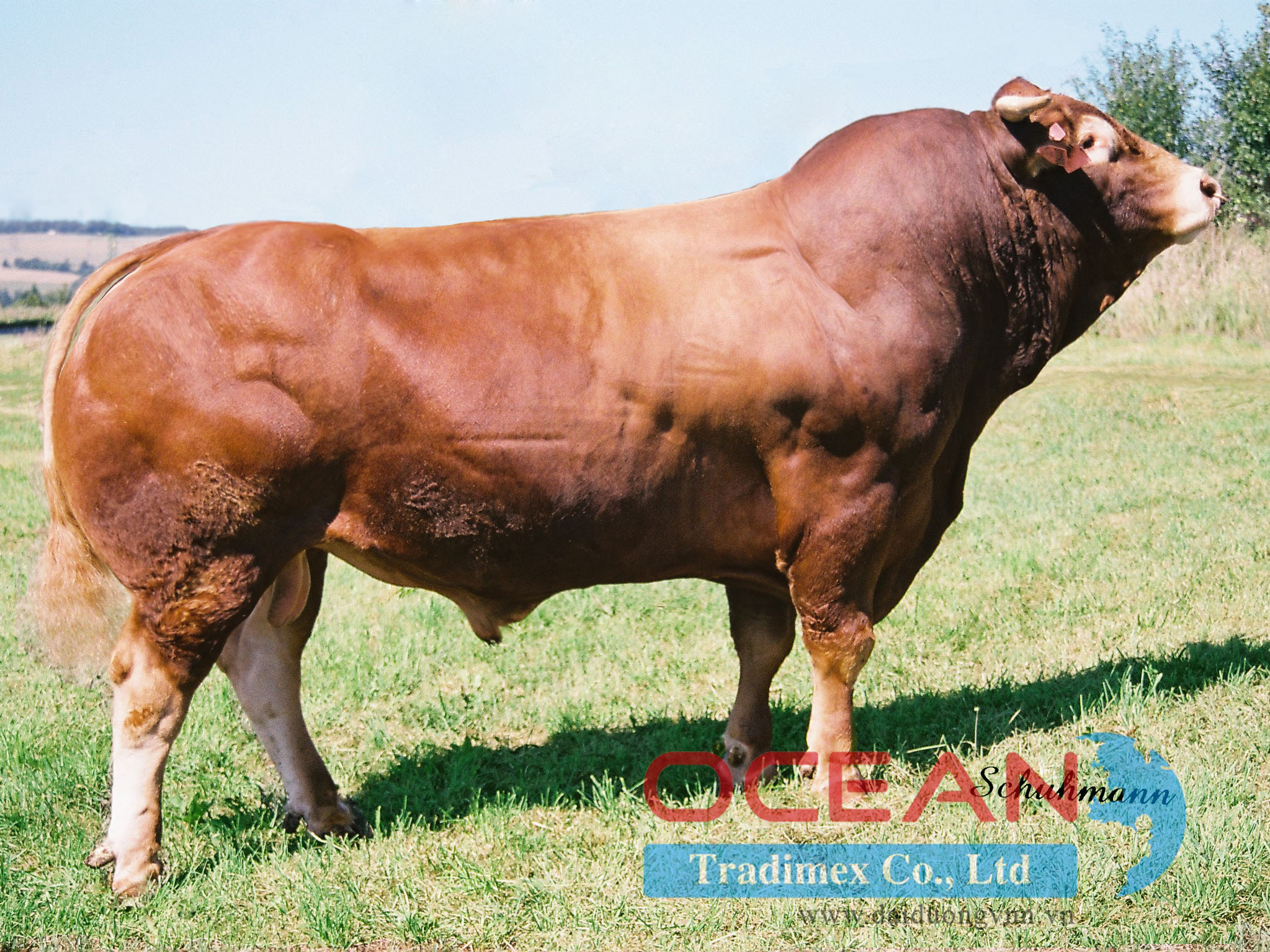 Tên đực giống: NIKOLKA VFU